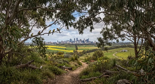 The city skyline seen across open parkland and bushland